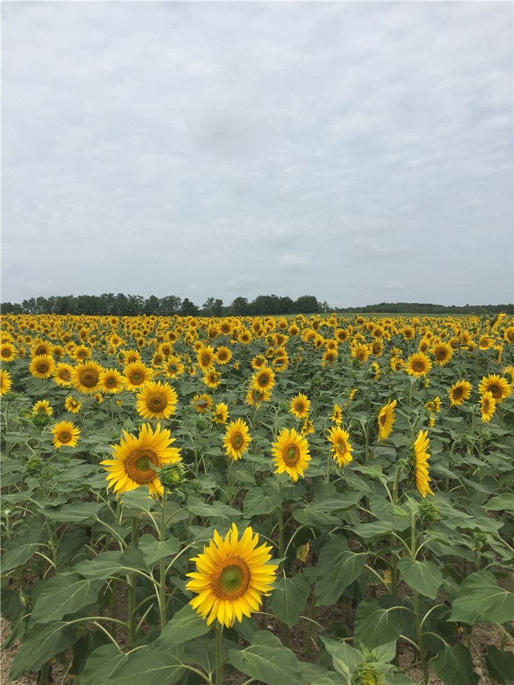 北竜町ひまわり刃畑の画像